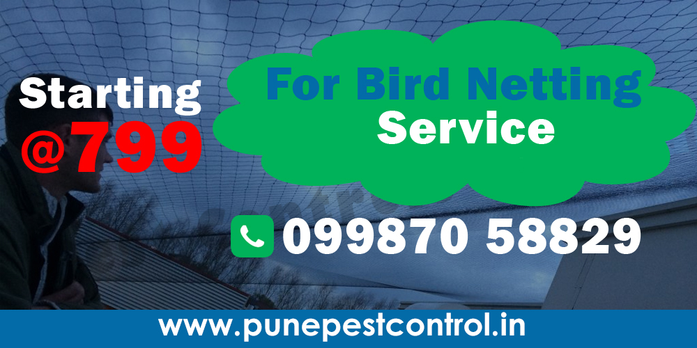 Bird Pest Control